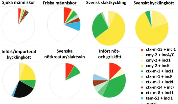 Figur 6. Fördelningen (%) av gen-plasmidkombinationer i ESBL-bildande E. coli 