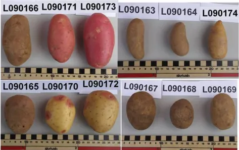 Figure 1. Asterix (top row, left), almond potato (top row, right), King Edward (bottom, left)  and Inova (bottom, right)