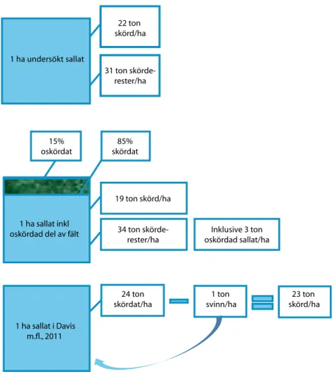 Figur 2.  Överst en schematisk beskrivning av de undersökta fälten, i mitten motsvarande  bild med 15 procent av fältet oskördat, nederst en jämförelse med en tidigare studie, där 1  ton svinn uppstod efter skörd.