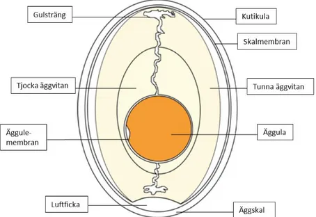 Figur 1. Ett ägg i genomskärning. Figur hämtad från Nyberg 2017.  