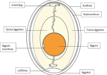 Figur 1. Ett ägg i genomskärning. Figur modifierad från  www.ovyta.eu