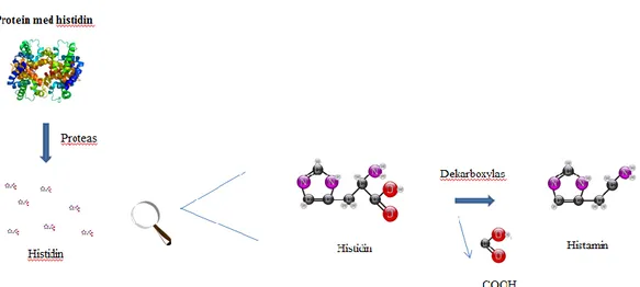 Figur 1. Den biogena aminen histamin bildas genom dekarboxylering av aminosyran histidin
