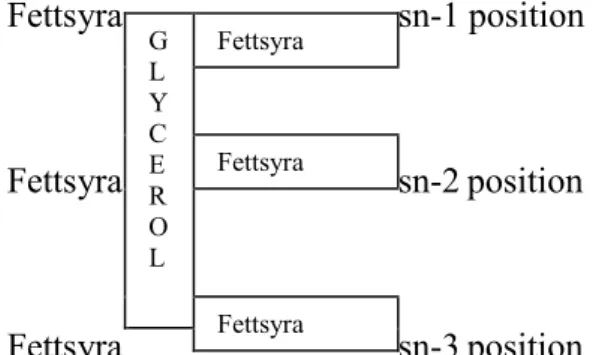 Figur 1. Fettsyrornas positioner i triglyceridmolekylen 