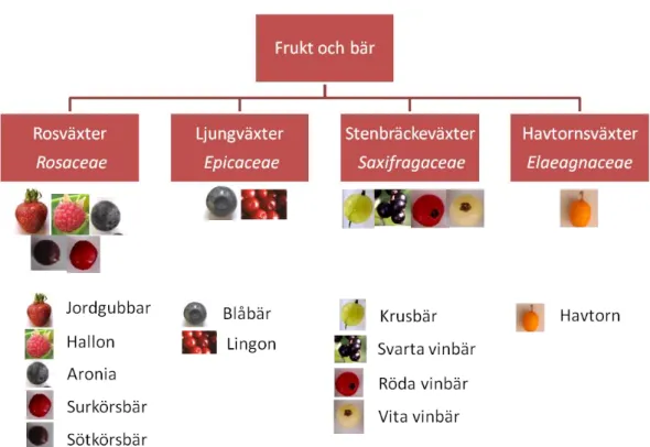 Figur 1. Provtagna bär och frukt samt vilken familj de ingår i (3).  