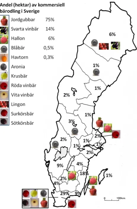 Figur 2. Geografisk provinsamling av bär. För respektive län anges vilka sorter som provtogs med 