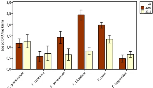 Figur 9.  Genomsnittliga halter av fusarium-DNA i höstvete 2009 (n = 31) och 2011 (n = 33)
