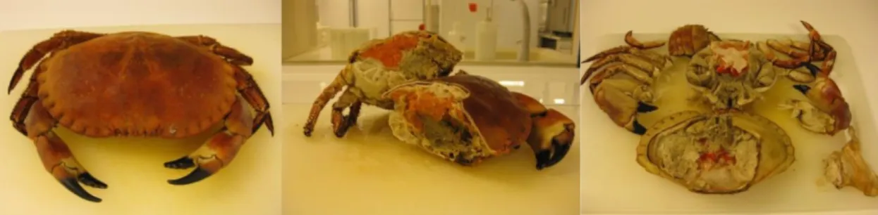Figur 1. En hel krabba, en krabba i vertikal genomskärning samt en krabba dis- dis-sekerad och delad horisontellt