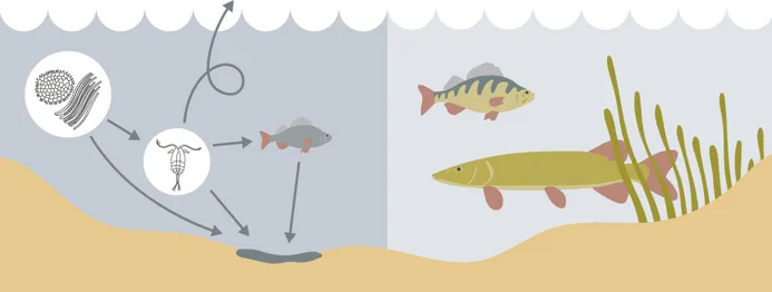 Figur 2. Figuren visar två olika typer av sjöar; till vänster en näringsrik sjö, och till höger en näringsfattig