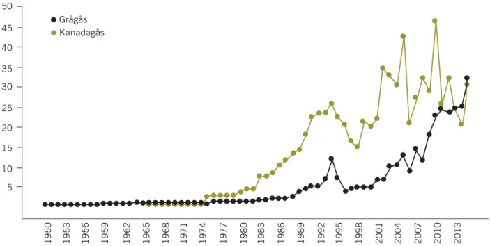 Figur 4. Avskjutningssiffror för grå- och kanadagås i Sverige från 1950 till 2015. Även sädgås (cirka 1 700 fällda jaktåret  2014/15 och bläsgås (cirka 300 fällda jaktåret 2014/15) går att jaga under allmän jakttid, men jagas inte alls i samma   utsträckni