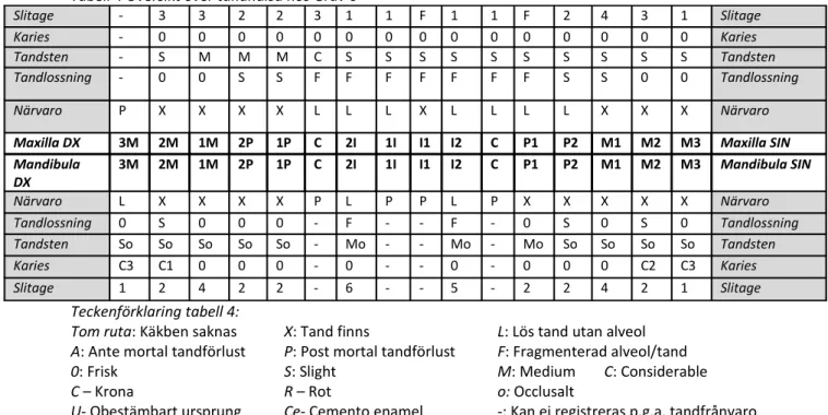 Tabell 4 Översikt över tandhälsa hos Grav 6 Slitage - 3 3 2 2 3 1 1 F 1 1 F 2 4 3 1 Slitage Karies - 0 0 0 0 0 0 0 0 0 0 0 0 0 0 0 Karies Tandsten - S M M M C S S S S S S S S S S Tandsten Tandlossning - 0 0 S S F F F F F F F S S 0 0 Tandlossning Närvaro P 