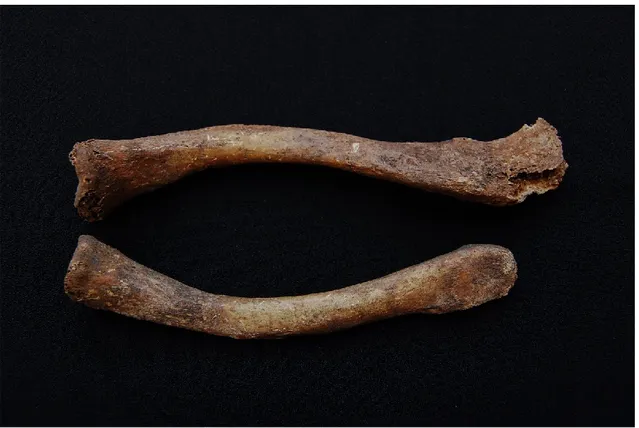 Figur 3. Individens nyckelben. Överst: höger, 15 cm. Nederst: vänster, 12,5 cm. Cranial vy