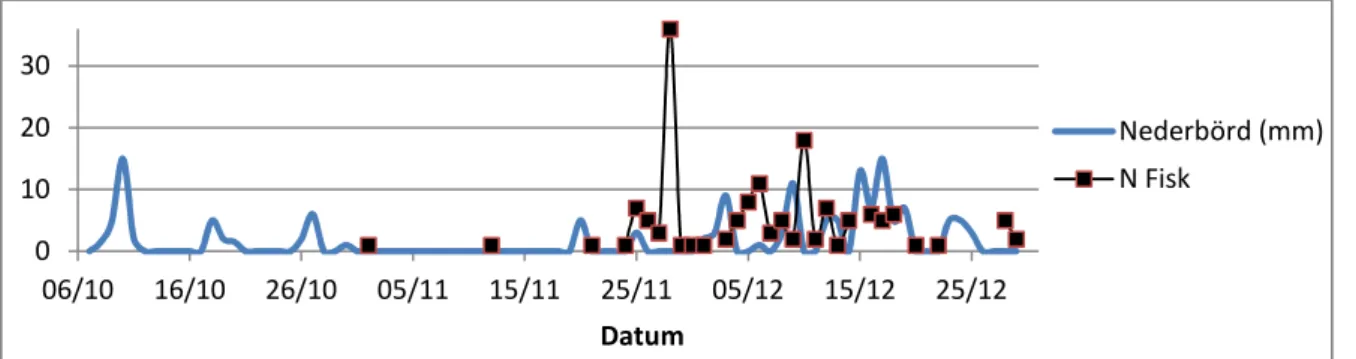 Figur 16. Uppvandring av öring (N; antal fiskar) i förhållande till nederbörd (mm).