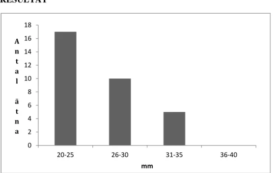 Figur 5. Antalet ätna/attackerade piggvarar (Psetta maxima) i de olika storleksklasserna