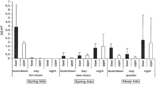 Figur 3. Undersökning som visar att sandräkan (Crangon crangon) har större täthet i gryningen och under natten  (från Vinagre et al, 2006)