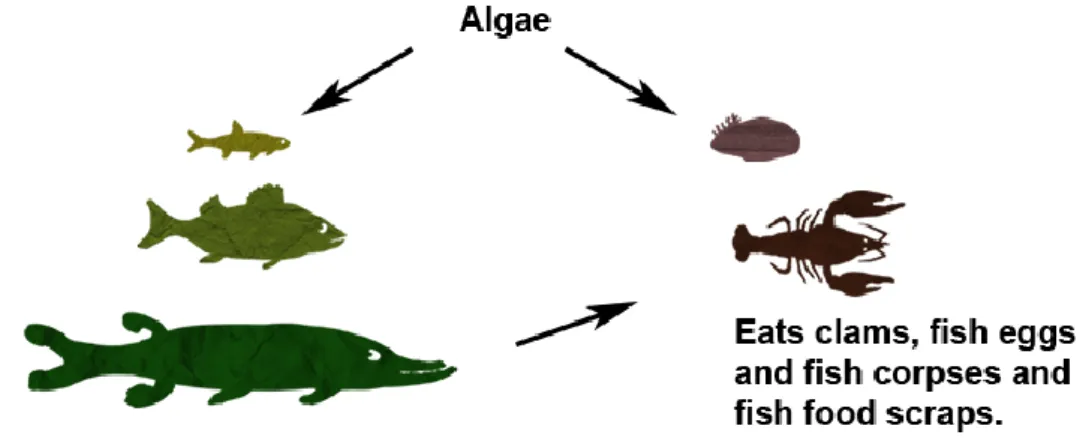 Figure 1.12. Explanation of food chain.  