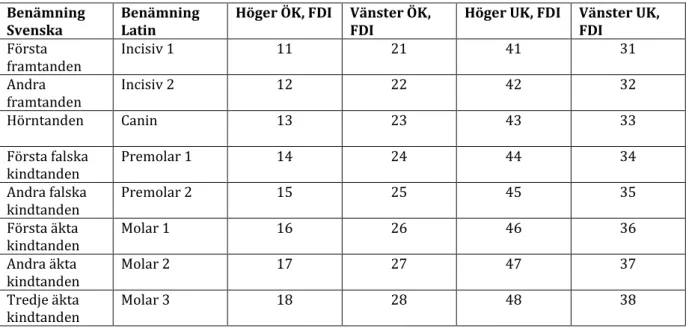 Tabell 1. Benämning på tänder. Tabell av Caroline Groth.  Benämning 