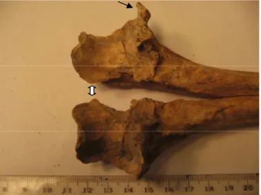 Fig 10. Brystvirvel nr 10-12 sett ventralt.           Fig 11. Ulna med eburnation  (hvit pil) og osteofytdannelse    Kraftig osteofytdannelse høyre side (pil)            (svart pil) proximalt