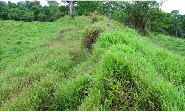 Fig. 4  Ancient wall outside O le Pupupue National Park. Photo by Marie Jonsson