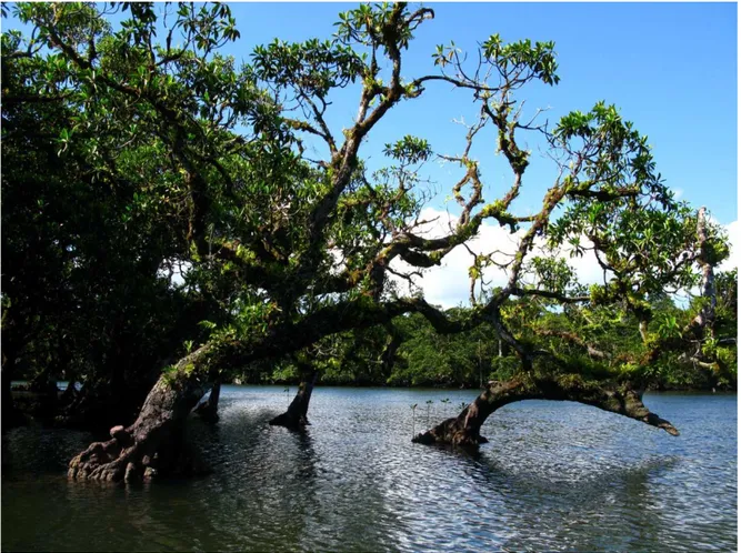 Fig. 6 Mangroves in Sa'anapu. Photo by Marie Jonsson