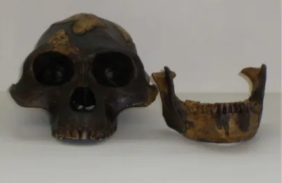 Fig. 10 Australopithecus afarensis  