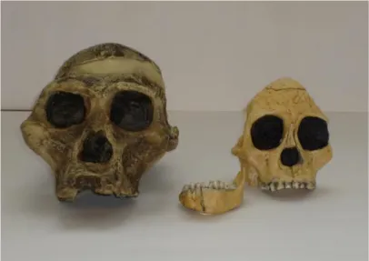 Fig. 12 Australopithecus africanus 
