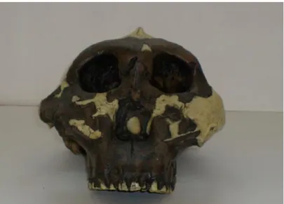 Fig. 14 Australopithecus/Paranthropus Boisei 