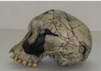 Fig. 17 Homo habilis 