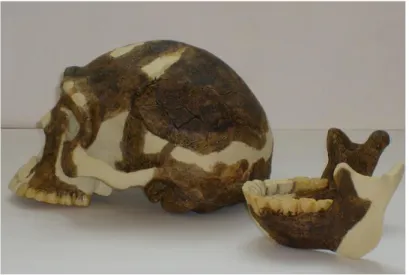 Fig. 21 Homo erectus 