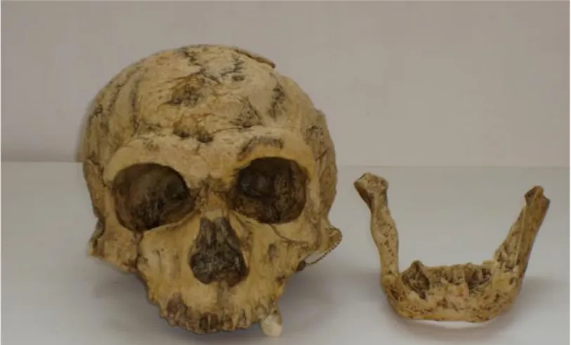 Fig. 22 Homo neanderthalis  
