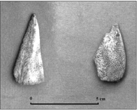 Figure 3. The two dated  coral files A160 and A161.  
