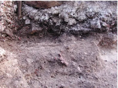 Fig. 5. Pig jaw found on sterile beach-sand under the foundation level of marae  Manunu, ScH-2-18