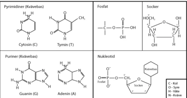 Figur 2. Detaljerad beskrivning av den kemiska sammansättningen av kvävebaser, fosfat, socker samt nukleotider