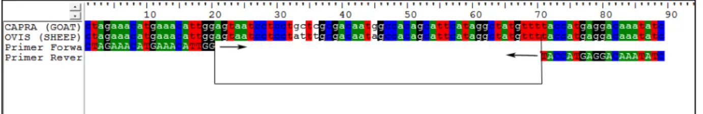 Figur 4. Sekvensen representeras med bokstäver och färgerna grön (A), röd (T), svart (G) och blå (C)