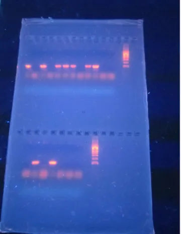 figur 6) från PCR-omgången (Fraser 