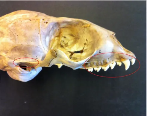 Figure 1. Ringed seal. 1. Thin and sharp crista above meatus acusticus.   2. Small multi pointed teeth