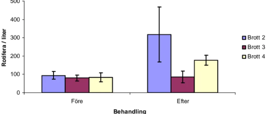 Figur 4. Genomsnittlig abundans (ind./l ± s.e.) av Rotifera i de tre undersökta brotten före samt efter  behandlingstillfället