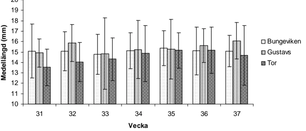 Figur 5. Medellängd ± s.d. för pungräka i Bungeviken, Gustavs och Tor vecka 31-37. (Sex fiskedrag med  landvad, tre på 0,2 m och tre på 0,6 m, totalt motsvarande en undersökningsyta på ca 600 m² per tillfälle och  lokal)