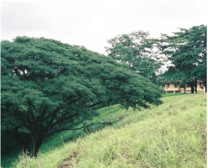 Fig. 1b. Saman tree, Samanea saman, at Hacienda Monocongo (Photo U.Ridbäck).