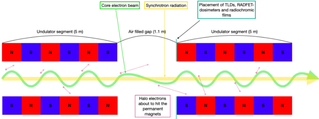 Figure 1.3: Depiction of how the halo electrons contribute to the demagnetization of undulator cells.