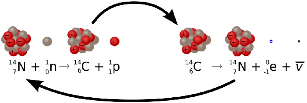 Figure 3: Formation and decay of radiocarbon  