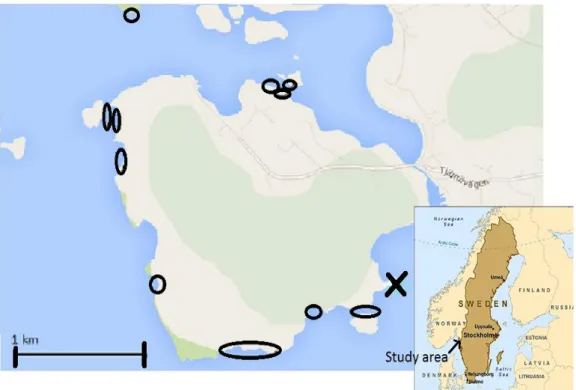 Figure 2. Map of the island Saltö, west of Tjärnö were Sven Lovén Centre for Marine Sciences is situated:  Inventory June -July 2013: X; collecting site for L