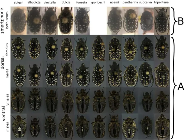 Figure 2.2: Fig. 2. Datasets of ten Oxythyrea species used in paper II. We show example images of dataset B (rst row) collected with a smartphone and a cheap 2 $ attachable lens and example images from dataset A (remaining rows) collected in a standardize