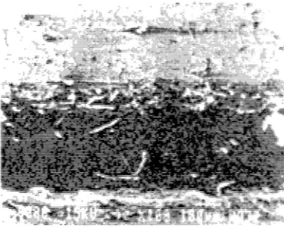 Figure  5: SEM micrographs offatigue crack and EDM notch,  top view  lOOX. 