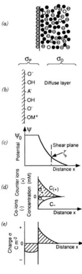 Figure  2.1.3.1_1.  The  diffuse  double  layer  (after  Stumm  and  Morgan,  1996). The diffuseness of the double layer results from thermal motions  in  the  aqueous  phase  (a)