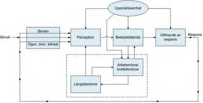 Figur 5: Klassisk stegmodell över människans informationsprocess, hämtad från  Wickens och Hollands (1999)  