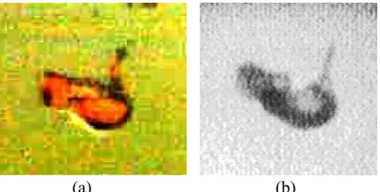 Fig. 2.2.5 MnO-TiO 2  melt drop (~1400  o C) into water: (a) photograph image and (b) X-ray 