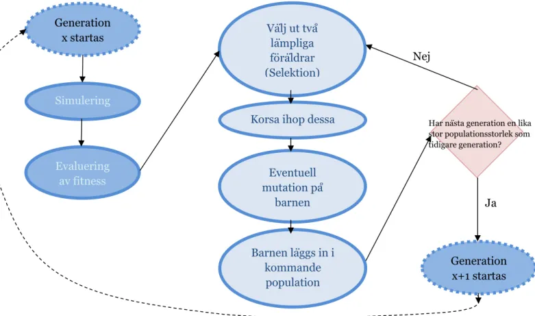 Figur 6  Flödesdiagram för hur evolution sker från en generation till en annan.  2.3.2  Simulering och evaluering 