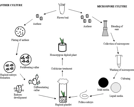 Figure 10: Diagrammatic illustration of anther and pollen culture for production of haploid plants and  diploidization