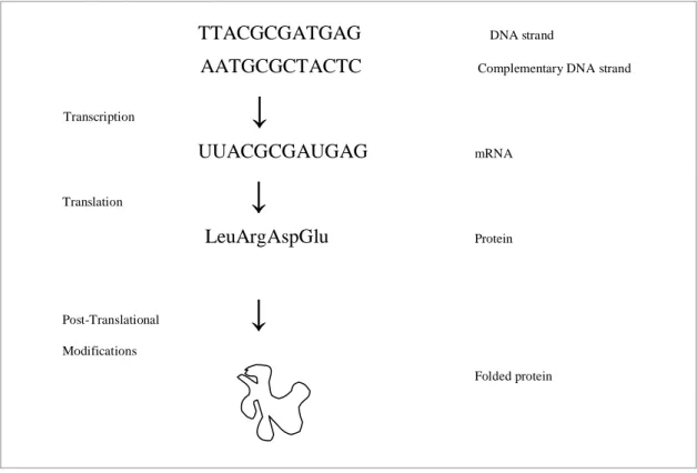 Figure 1. A summary of the conversion from gene to protein.