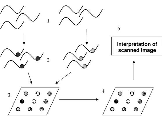Figure 4. (1) Extracting mRNA molecules from the cell cultures and reverse